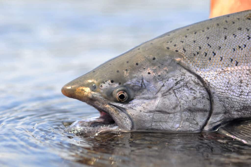 King Salmon Fish Facts  Oncorhynchus tshawytscha - A-Z Animals