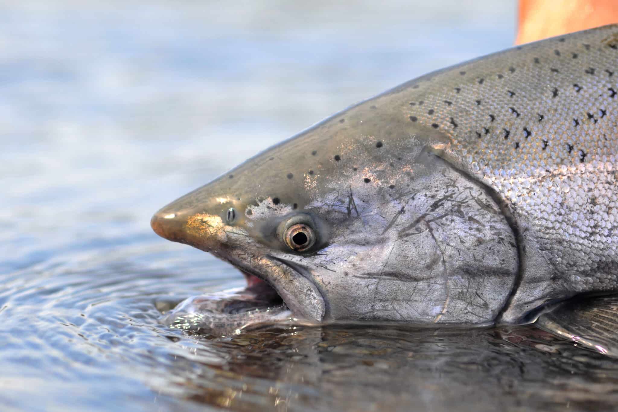 The Largest Chinook Salmon Ever Caught In Washington Was A Pacific   Shutterstock 51954583 2048x1365 