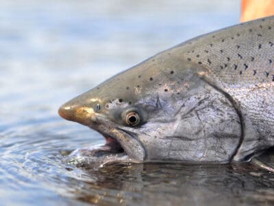 A Discover the Official State Fish of Alaska
