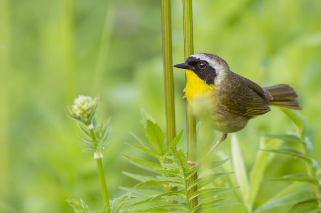 Male Common Yellowthroat, Geothlypis trichas, perches on a weed in the spring.