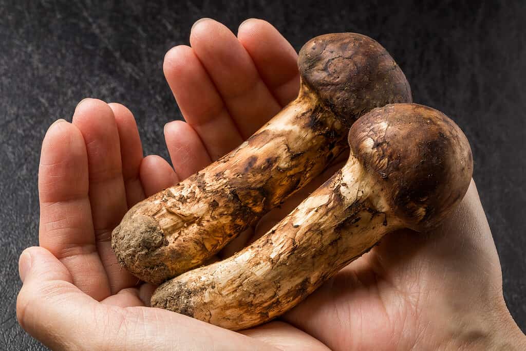 hands holding matsutake mushrooms