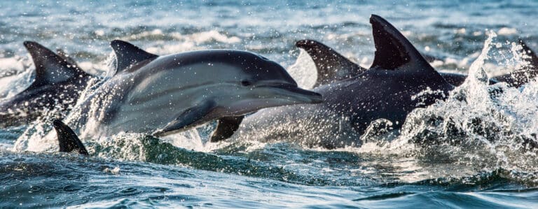 Dolphins