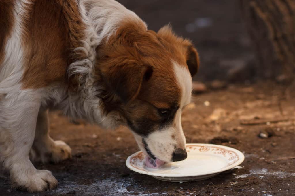 Dog drinking from a plate