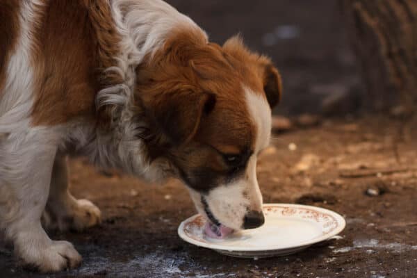 Picture of Can Dogs Drink Soy, or Almond Milk Safely? - A-Z Animals