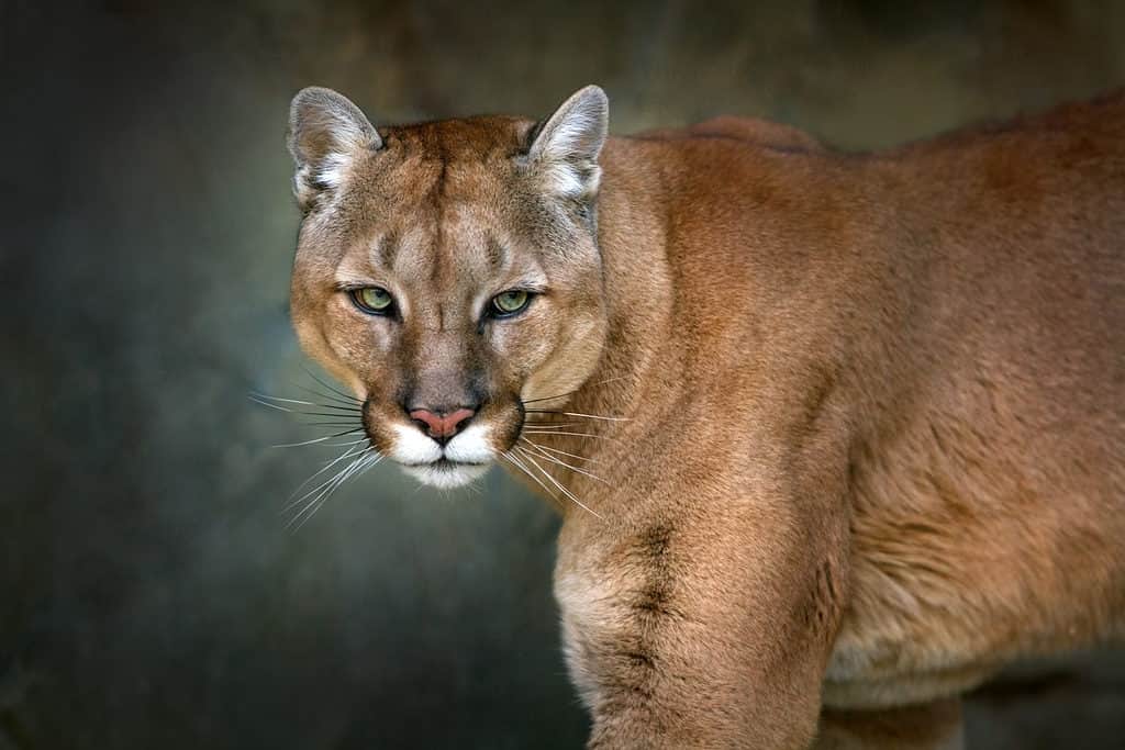 Mountain lion stares into camera