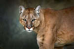 Mountain lions are obligate carnivores, meaning they must eat meat to survive. 