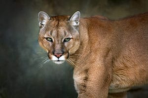 Discover The Largest Mountain Lion Ever Caught Picture