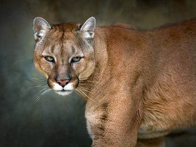 A Discover The Largest Mountain Lion Ever Caught