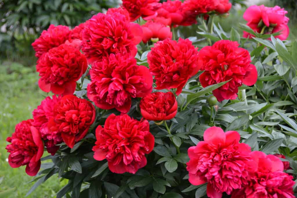 Red peony flowers in spring.