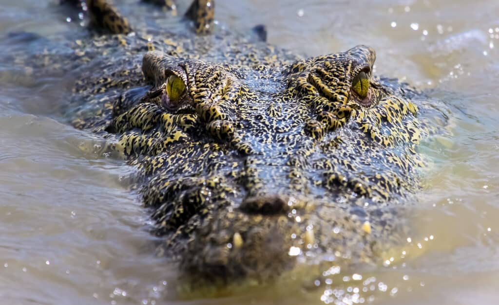 Saltwater Crocodile in Australia