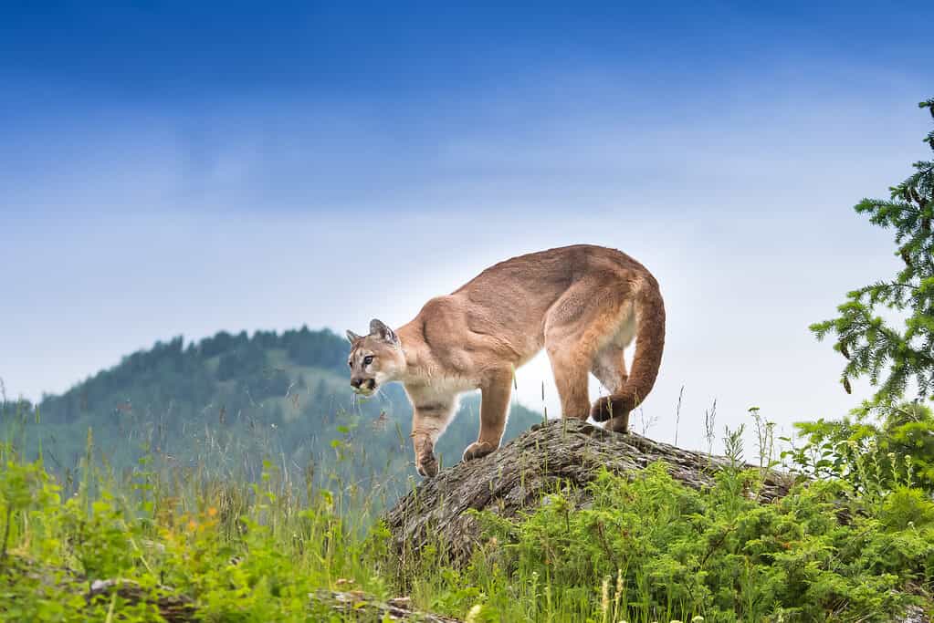Mountain lion perched on a rock near city with humans