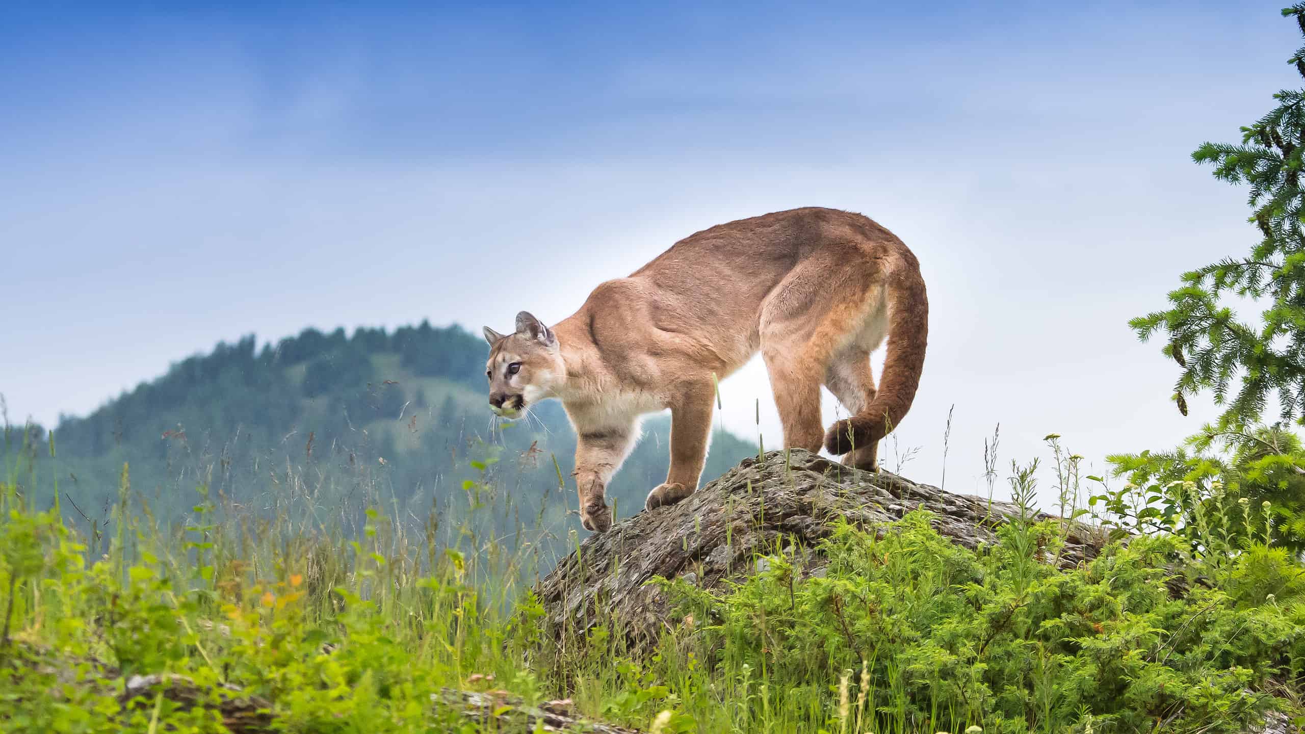 Mountain lion perched on a rock near city with humans