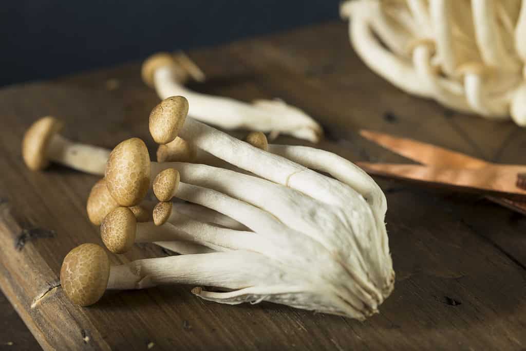 Beech mushrooms cleaned and ready for use in cooking