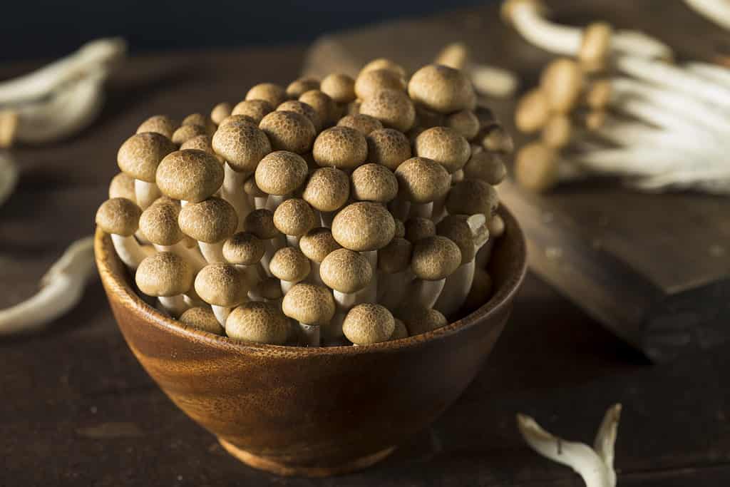 Raw beech mushrooms in a wooden bowl