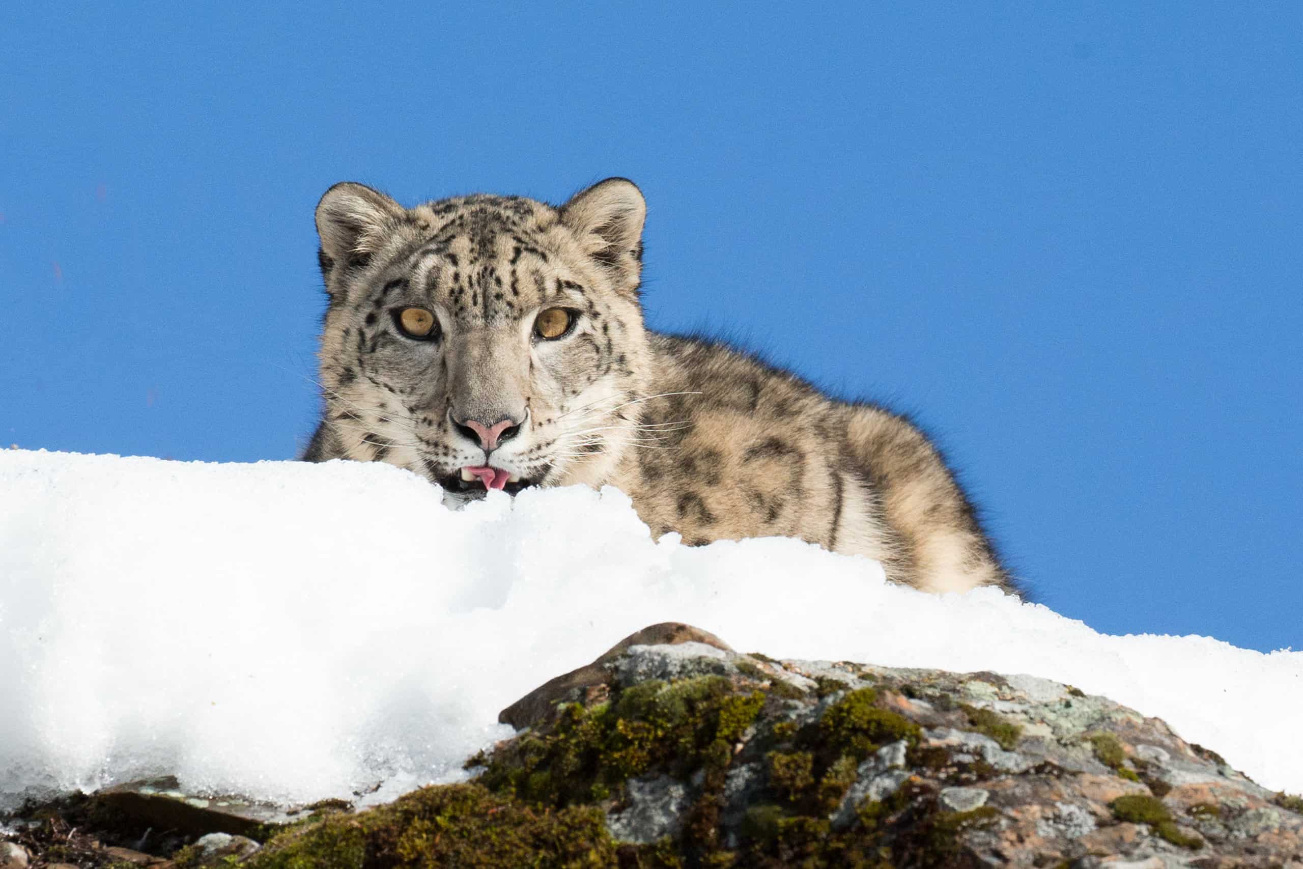 snow leopard chasing mountain goat