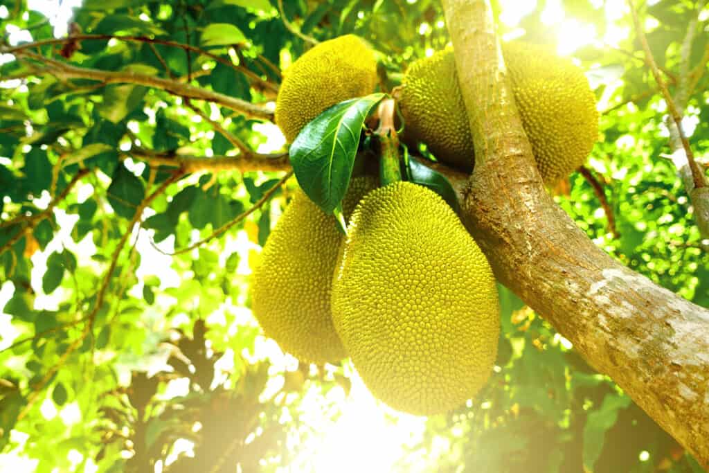 Young jackfruits growing in tree with sun in background