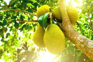 Soursop vs. Jackfruit: What Are the Differences? photo