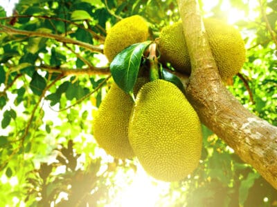 A Soursop vs. Jackfruit: What Are the Differences?
