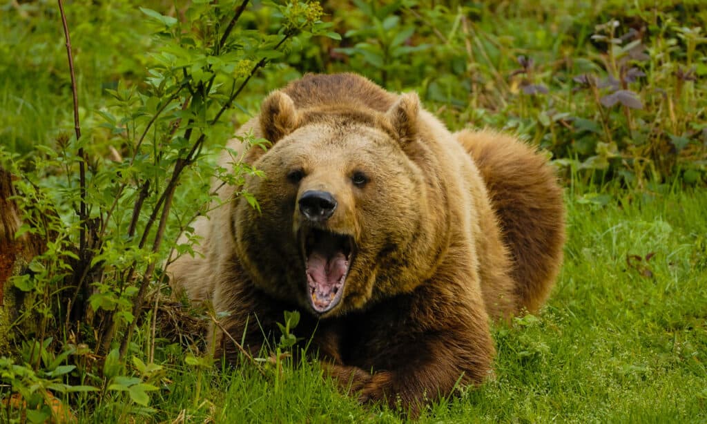 Brown bear