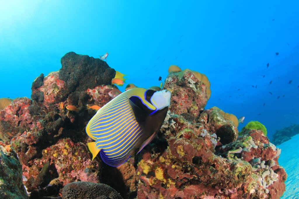 Emperor angelfish eat algae and sponges found around coral reefs