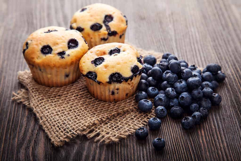 Center frame: Threemostly golden yellow with blue spots, blueberry muffins have been placed aesthetically on a rectangular piece of loosely wove, taupe colored burlap that has been folded in half at a slight angle.To the right of the muffins is a pile of approximately 20 blueberries, partially on the burlap, and partially on the wooden table that takes up the background.