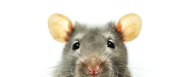 mouse