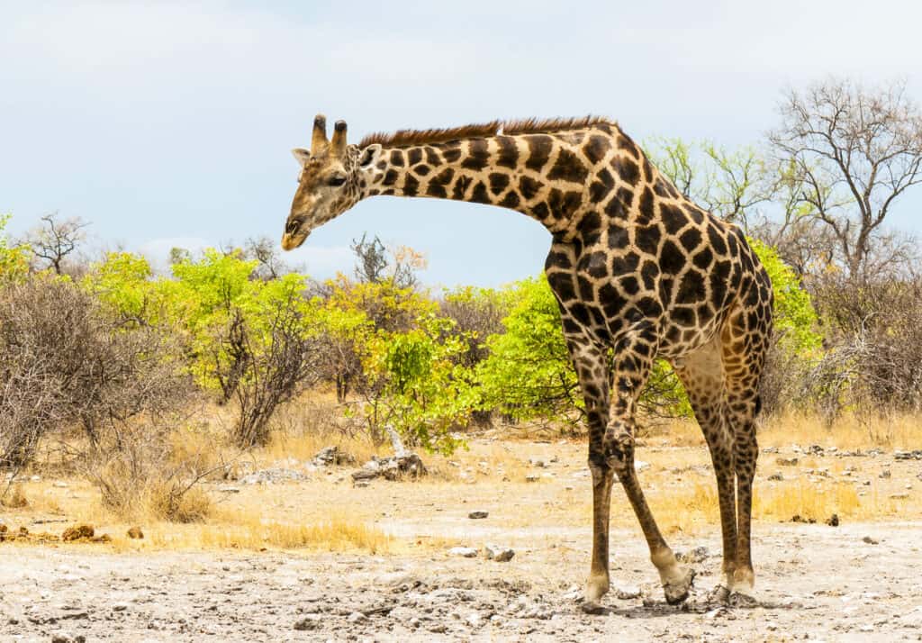 South African giraffe