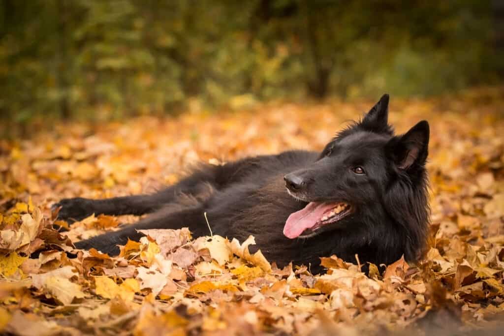 Belgian sheepdog