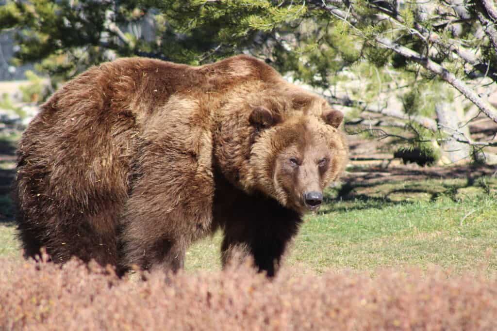Large Kodiak bear