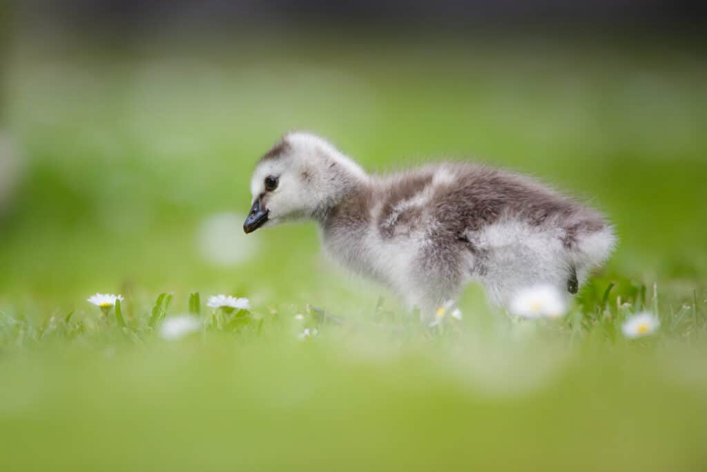 Baby Goose - Identification, Diet & More