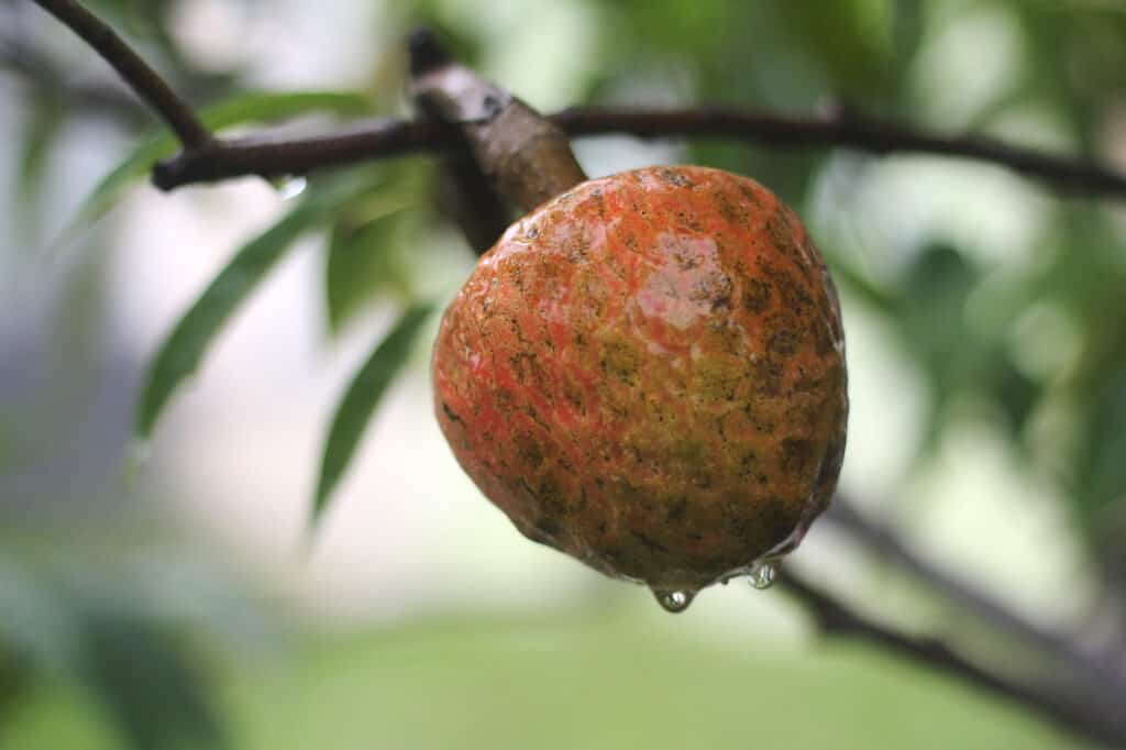 Custard apple fruit