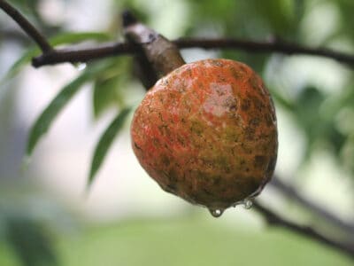 A Cherimoya vs. Custard Apple: What Are The Differences?