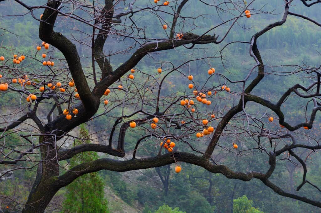 Persimmon tree in autumn