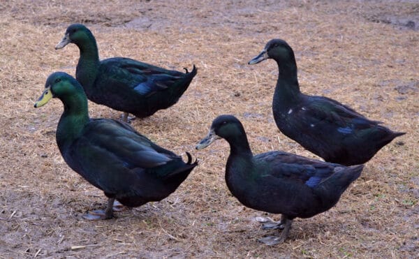 Male vs. Female Cayuga Duck - AZ Animals