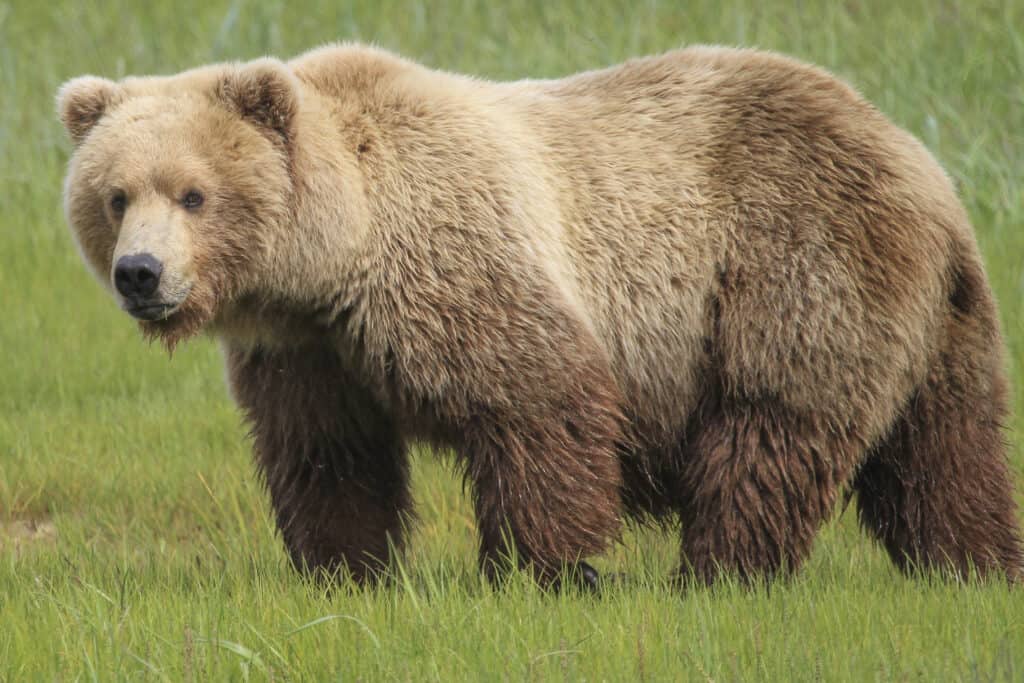 Bears are much larger than reindeer