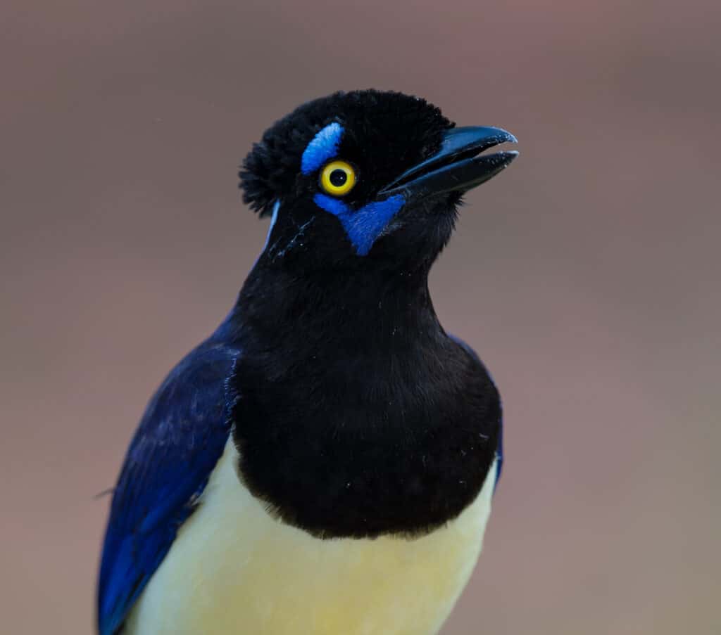 Full frame close-up of a plush-crested jay facing right.The bird has a black crest and mask with bright blue accents and round yellow iris  with a round black pupil. The top beak is blue, though the bottom beak is black The birds throat and chest are black, its body light yellow. Though its wings are folded, they appear to be bright blue. Indistinct light mauve background. 