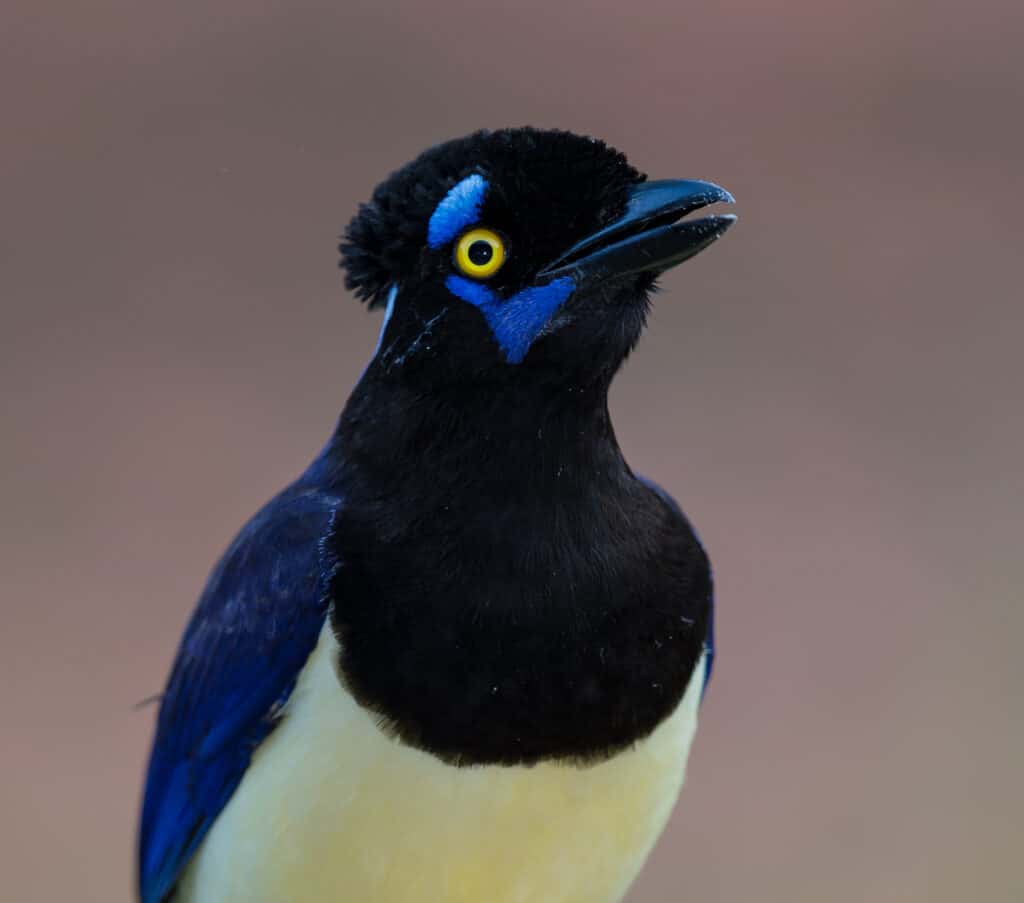 Beautiful Types Of Jay Birds - AZ Animals