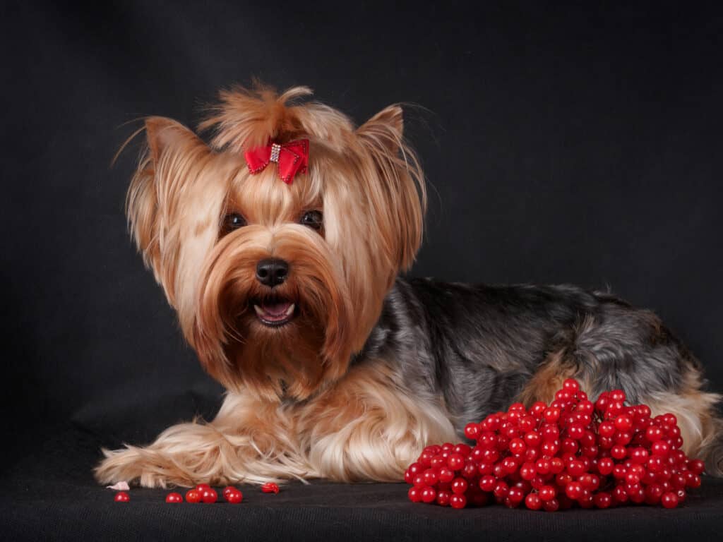Young terrier dog with cranberries