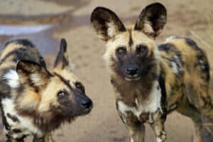Are African Wild Dogs Endangered and How Many Are Left In the World? photo