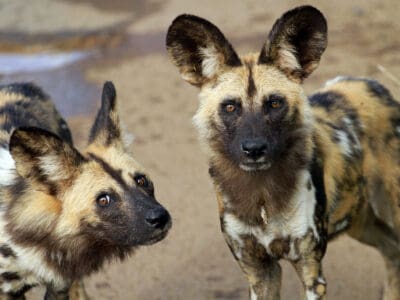 A Are African Wild Dogs Endangered and How Many Are Left In the World?