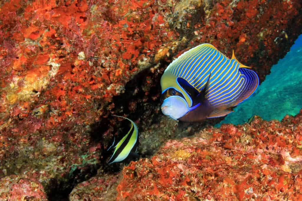 Emperor angelfish in coral reef