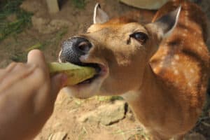 Deer Says “Sure” And Walks Right Up to A Car To Eat A Banana Picture