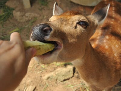 A Deer Says “Sure” And Walks Right Up to A Car To Eat A Banana