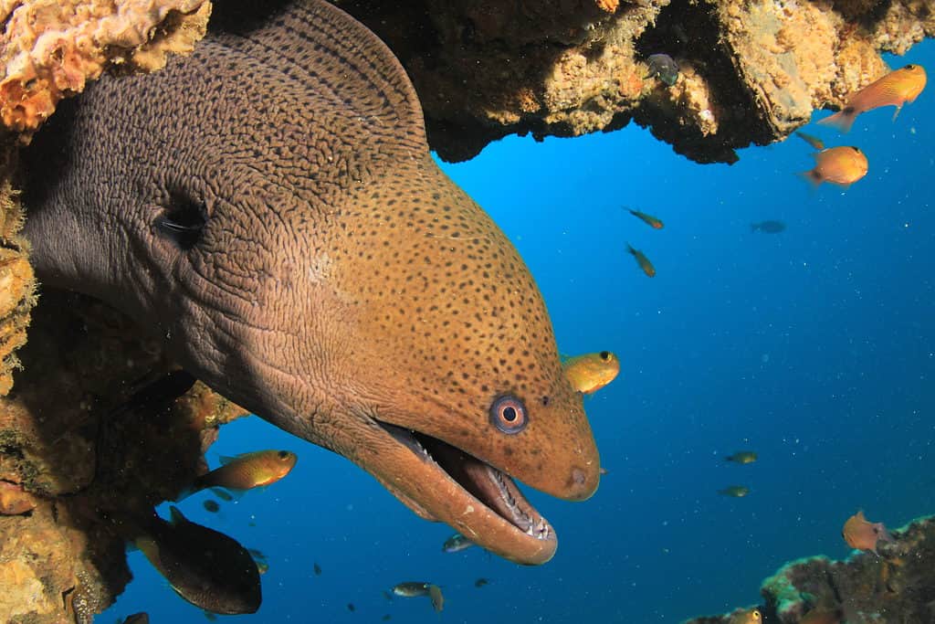 Moray eels have rows of small but sharp teeth.