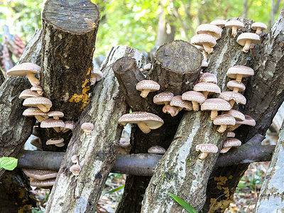 A Shiitake Mushrooms: A Complete Guide
