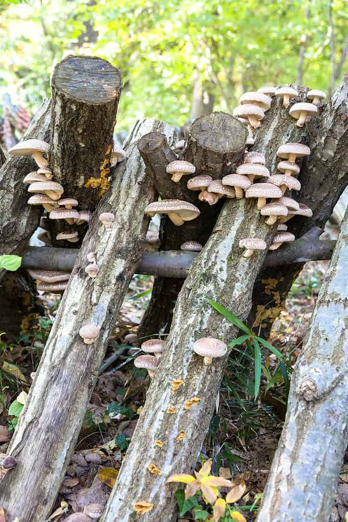 Shiitake mushrooms growing on logs