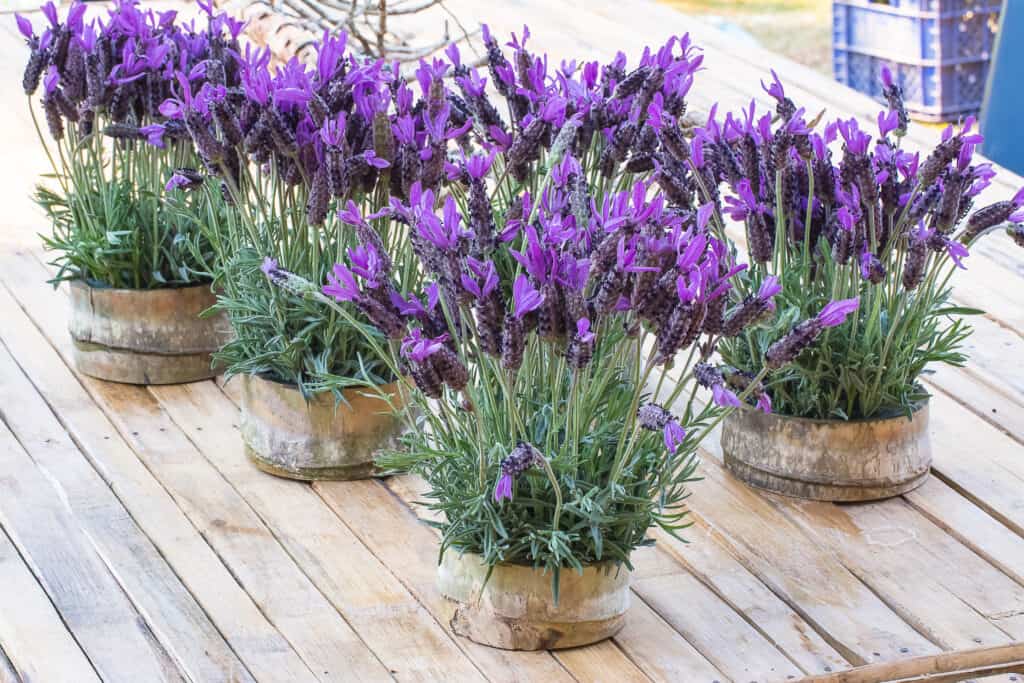 lavender plants in bamboo pots