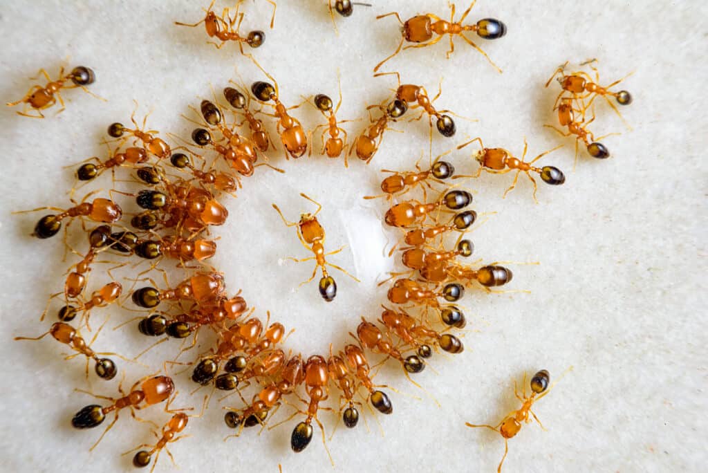 What is The 'Ant Death Spiral', and Why Do They Do It? AZ Animals