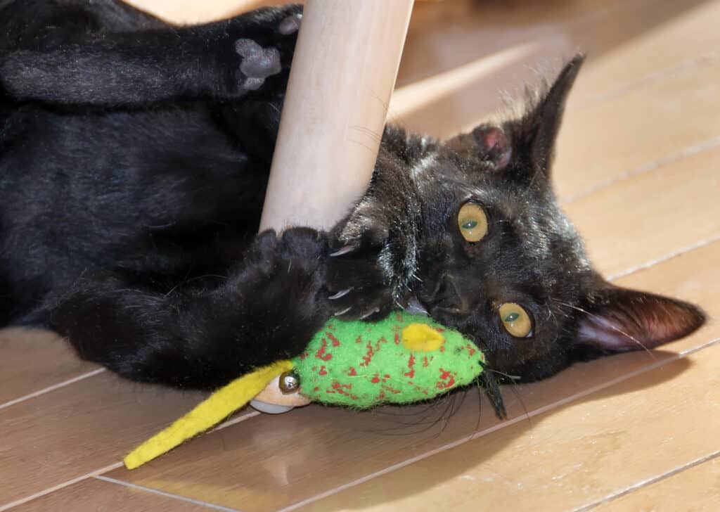 Bombay cat playing with toys