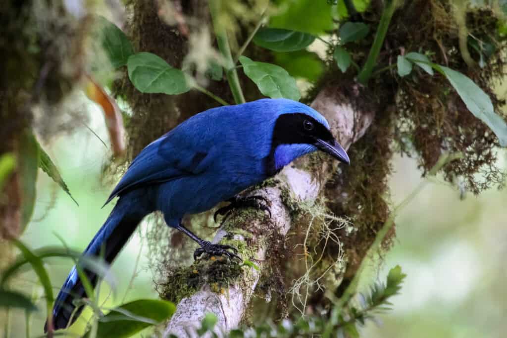 a beautiful jay - its actual name and not a descriptive. center frame, looking right, perched on a tree branch that is covered with vegetation  - moss, perhaps. the bird is vivid blue with a black mask. The top of its head is a lighter shade of blue, to almost white at the crown . Its tail is also blue and faint bars of a darker hue are visible on its tail 